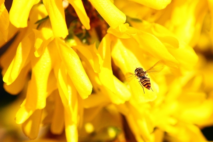 Episyrphus balteatus?